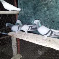 سه عدد سبز پاکستانی درجه یک