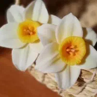 گل نرگس روسی|گل مصنوعی|قم, چهار امامزاده|دیوار