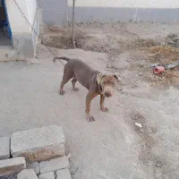 سگ ماده پیتبول|سگ|کرج, ساسانی (قلمستان)|دیوار