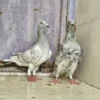 پلاکی رنگ خاص