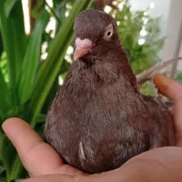 کبوتر آبادانی ماده|پرنده|شیراز, تاچارا|دیوار