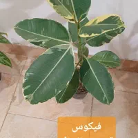 گلهای زیبا|گل و گیاه طبیعی|رشت, کوی مهر|دیوار