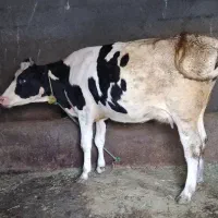 فروش گاو با گوساله ۳ عدد گاو شیری