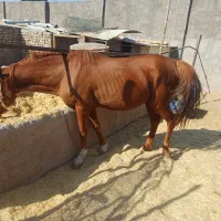 فروش|اسب و تجهیزات اسب‌سواری|خاوران, |دیوار