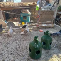 کفتر پرشی و رنگ|پرنده|خنجین, |دیوار