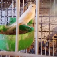 قناری نر دوعدد عروس هلندی جوانه جوجه مرغ عشق