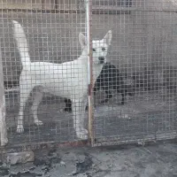 سگ ژرمن وایت