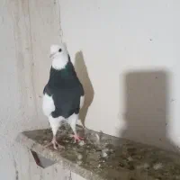 طوقی سیاه نر کرمانشاهی درجه یک