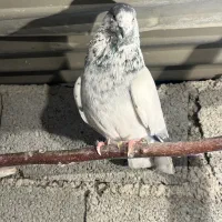 جفت کله دمسبز آس|پرنده|احمدآبادمستوفی, |دیوار