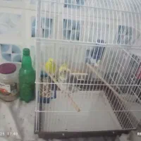 پرنده عروس هلندی ومرغ عشق