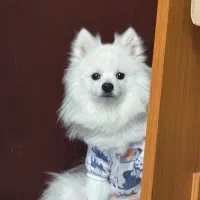 فروش پامر ۲ ساله نر