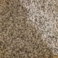 لوبیا چشم بلبلی ولوبیا کشاورزی پلویی دست چین