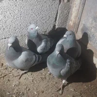 پرنده دوبر|پرنده|اردبیل, |دیوار