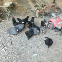 جوجه اوشامو|حیوانات مزرعه|مشهد, ویلاشهر|دیوار