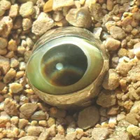 انگشتر بابا غوره اصل عتیقه|جواهرات|قم, بوستان جوان|دیوار