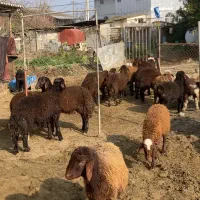 گوسفند بره پرواری برای عید قربان