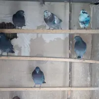کبوترهای گمشده