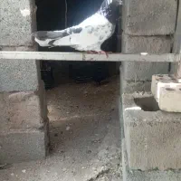 کبوتر