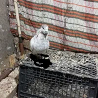 کبوتر گمشده