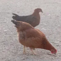 فروش خروس و وار|حیوانات مزرعه|خنداب, |دیوار