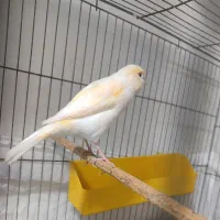 قناری ماده موزایکی درشت کشیده|پرنده|امیدیه, |دیوار