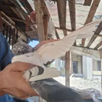 کبوتر پروازی|پرنده|رشت, کوی مهر|دیوار