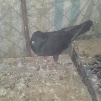 فروش کبوتر|پرنده|ماکو, |دیوار