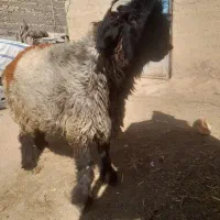 قورچ‌کل‌زنگ‌دوساله‌جون‌سرحال