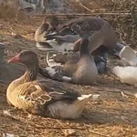 غاز رشتی نژاد صحرایی