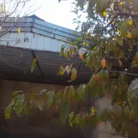 اجرای شیروانی و اردواز|خدمات پیشه و مهارت|فردوسیه, |دیوار