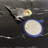 عروس هلندی بدون قفس