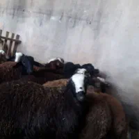 بره نر|حیوانات مزرعه|تاکستان, |دیوار