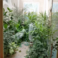 فروش یکجا انواع گلهای آپارتمانی|گل و گیاه طبیعی|دهق, |دیوار