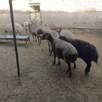 میش داشتی|حیوانات مزرعه|سبزوار, قصبه شرقی|دیوار