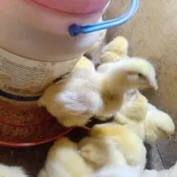 تعدادی جوجه مرع گوشتی