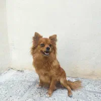 فروش دو سگ نر و ماده