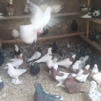 تعدادی کبوتر برای فروش سینه طوقی سیا  سرخ چشنوک س|پرنده|مبارکه, |دیوار
