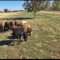 اجاره زمین کشاورزی