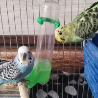 مرغ عشق مولد