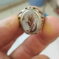 تک درخت ناب