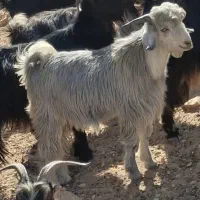 یک عدد کَره