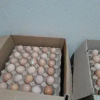 تخم مرغ زرده طلایی