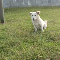 سگ پاکوتاه خوشگل اص معاوضه هم دارم|سگ|چابکسر, |دیوار