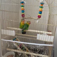 طوطی کوتوله