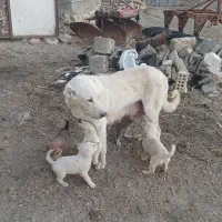 به علت فروش گوسفند|سگ|شاهین دژ, |دیوار