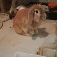 واگذاری خرگوش