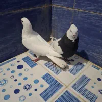 کبوتر موشی.طوقی|پرنده|یاسوج, |دیوار