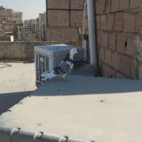 کبوتر غریبگیری|پرنده|پاکدشت, پاکدشت (مامازند)|دیوار