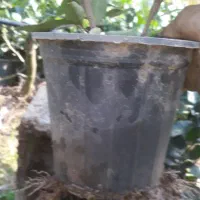 یاس هلندی گل زینتی|گل و گیاه طبیعی|اطاقور, |دیوار