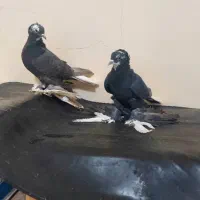 فیلی اغگورغ|پرنده|تبریز, |دیوار